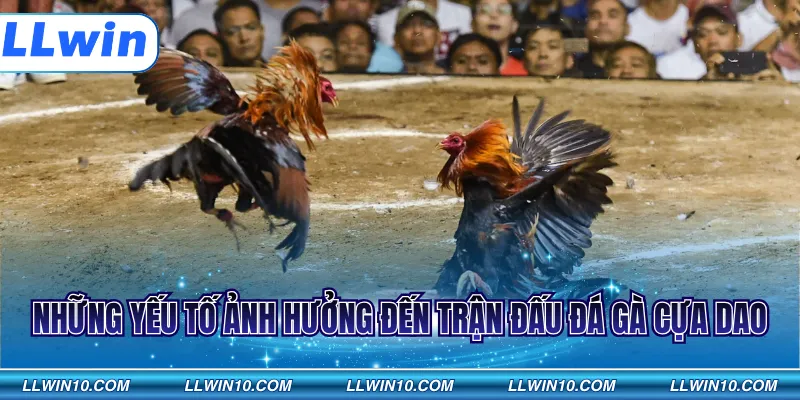 Những yếu tố ảnh hưởng đến trận đấu đá gà cựa dao